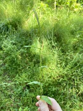 Image of small carpgrass