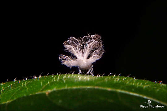 Image of Green Coneheaded Planthopper