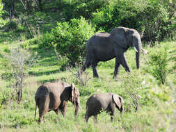 Image of African elephant