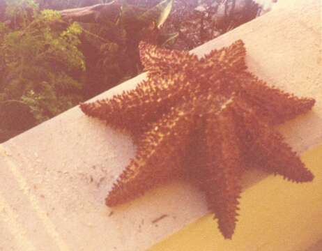 Image of Red cushion sea star