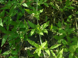 Image of slender pride of Rochester