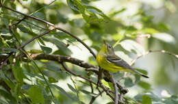 Image of Magnolia Warbler