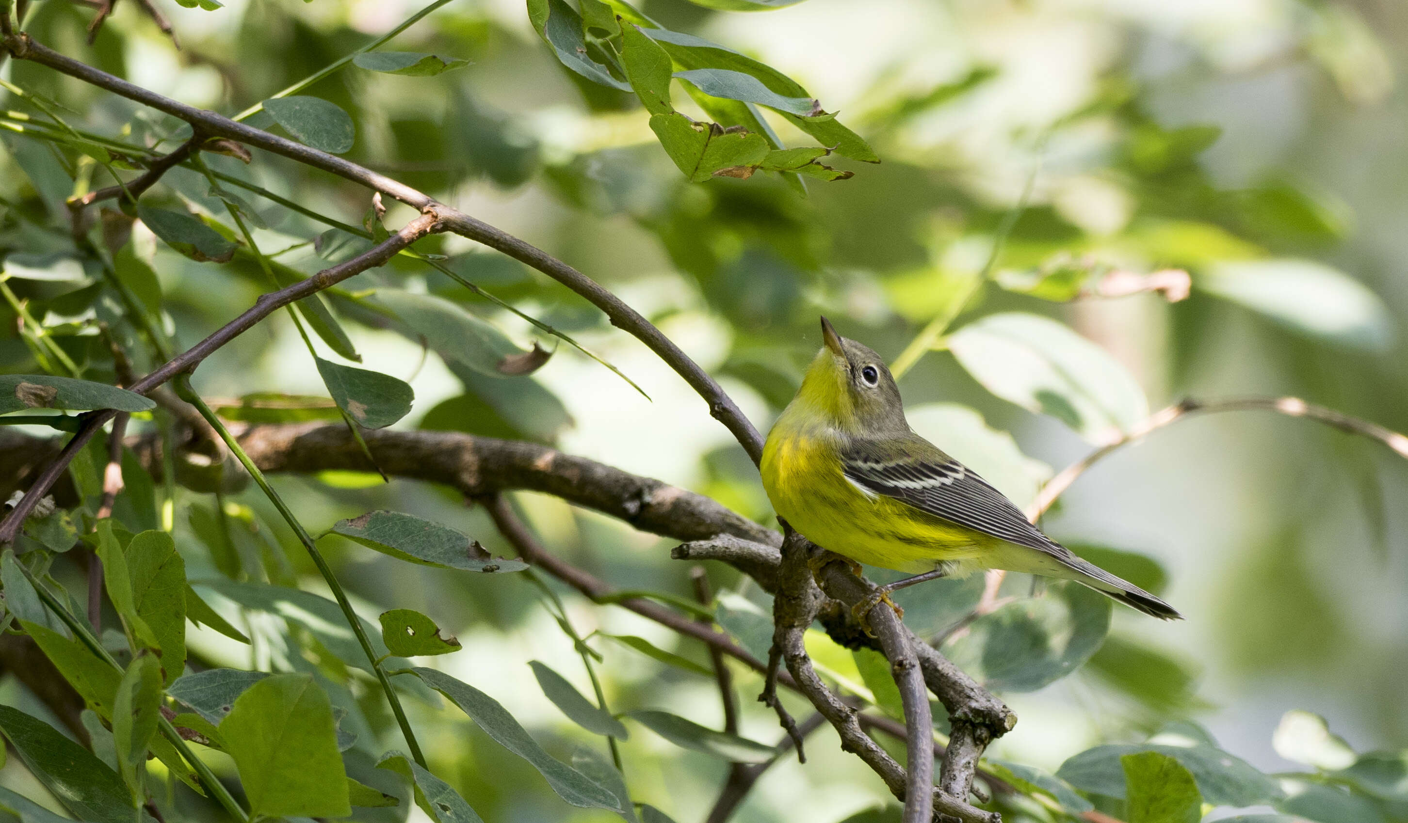 Image of Magnolia Warbler