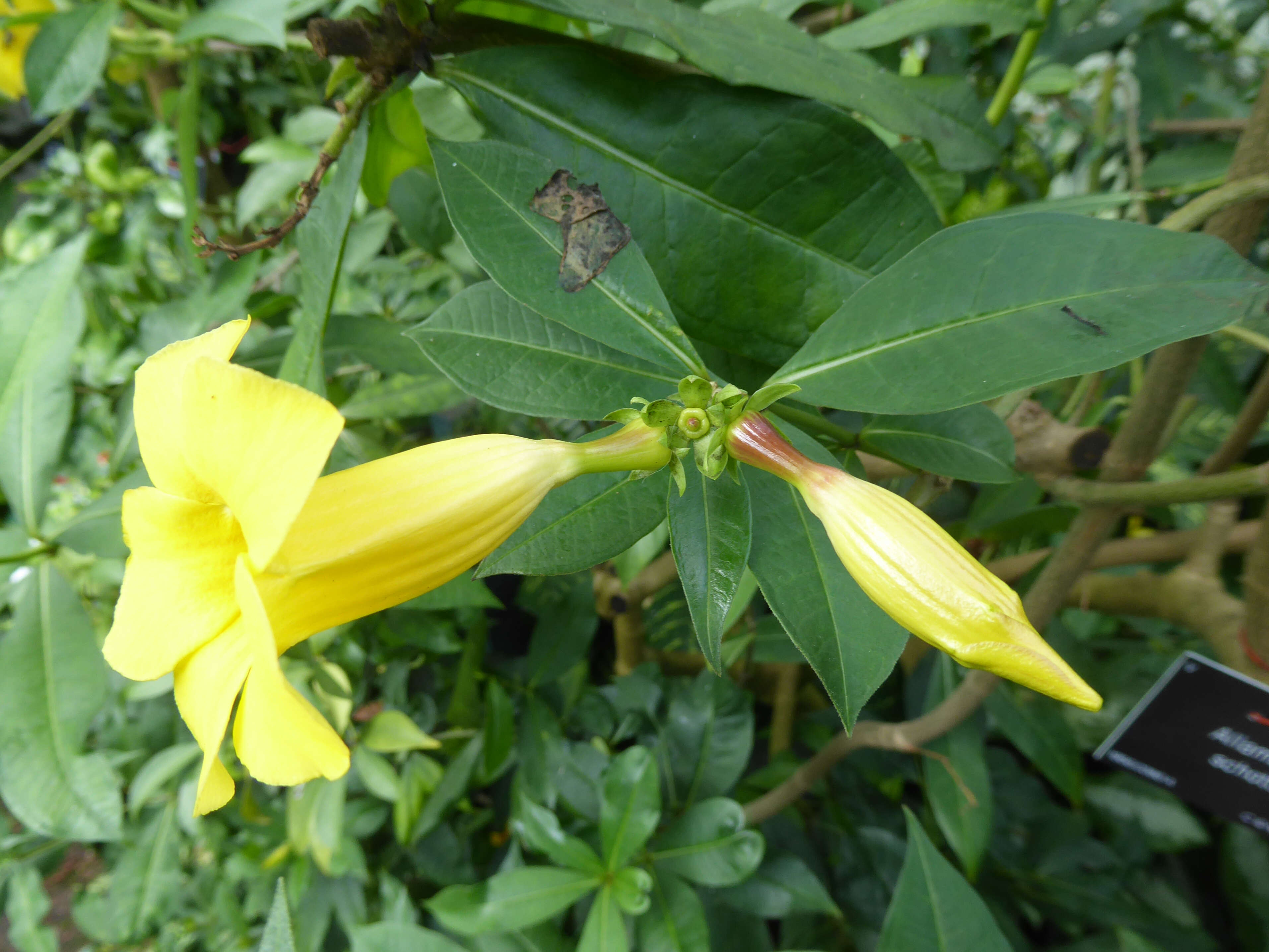 Image of bush allamanda