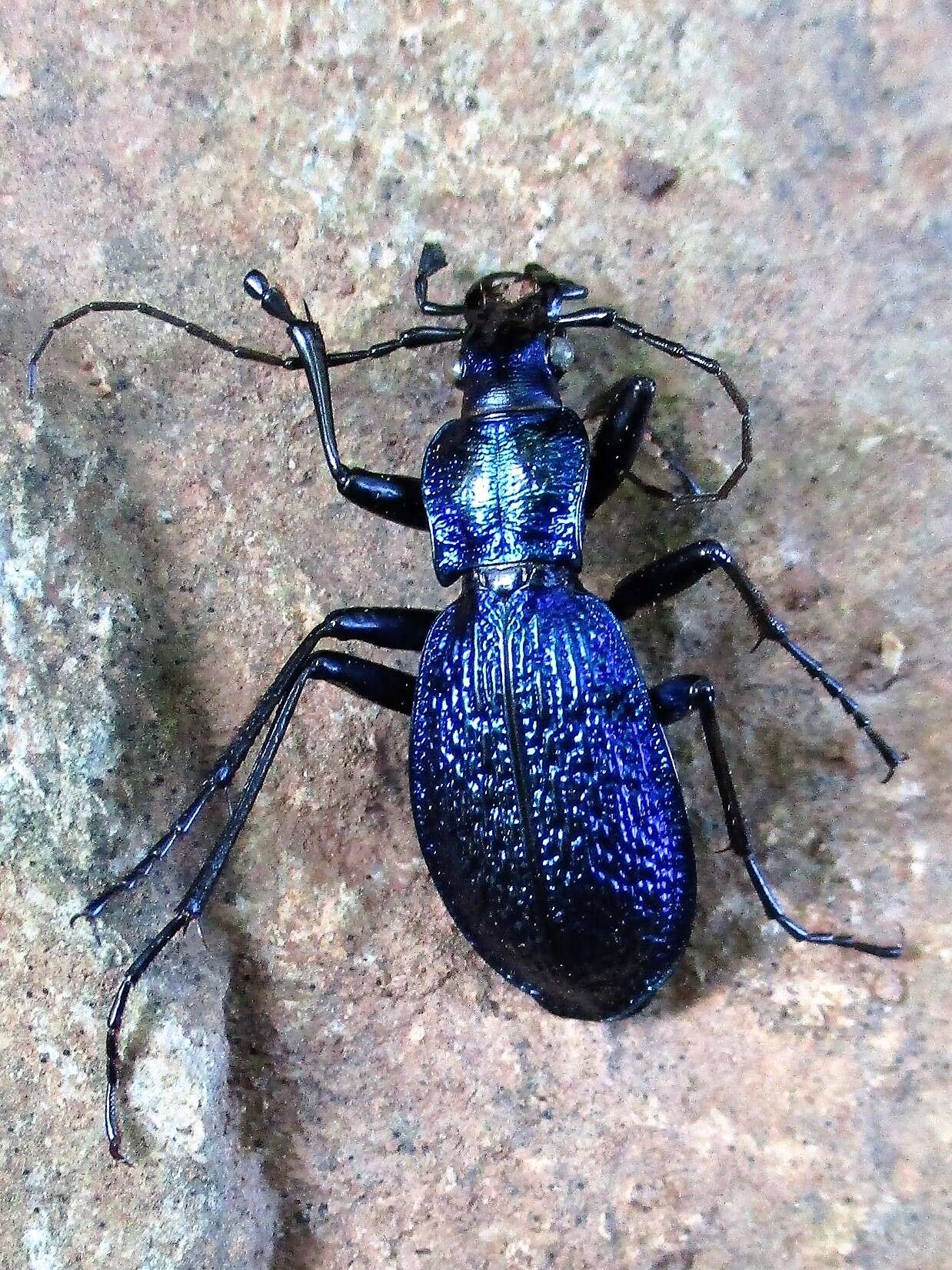 Image of Blue Ground Beetle