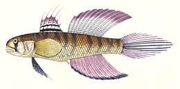 Plancia ëd Stenogobius