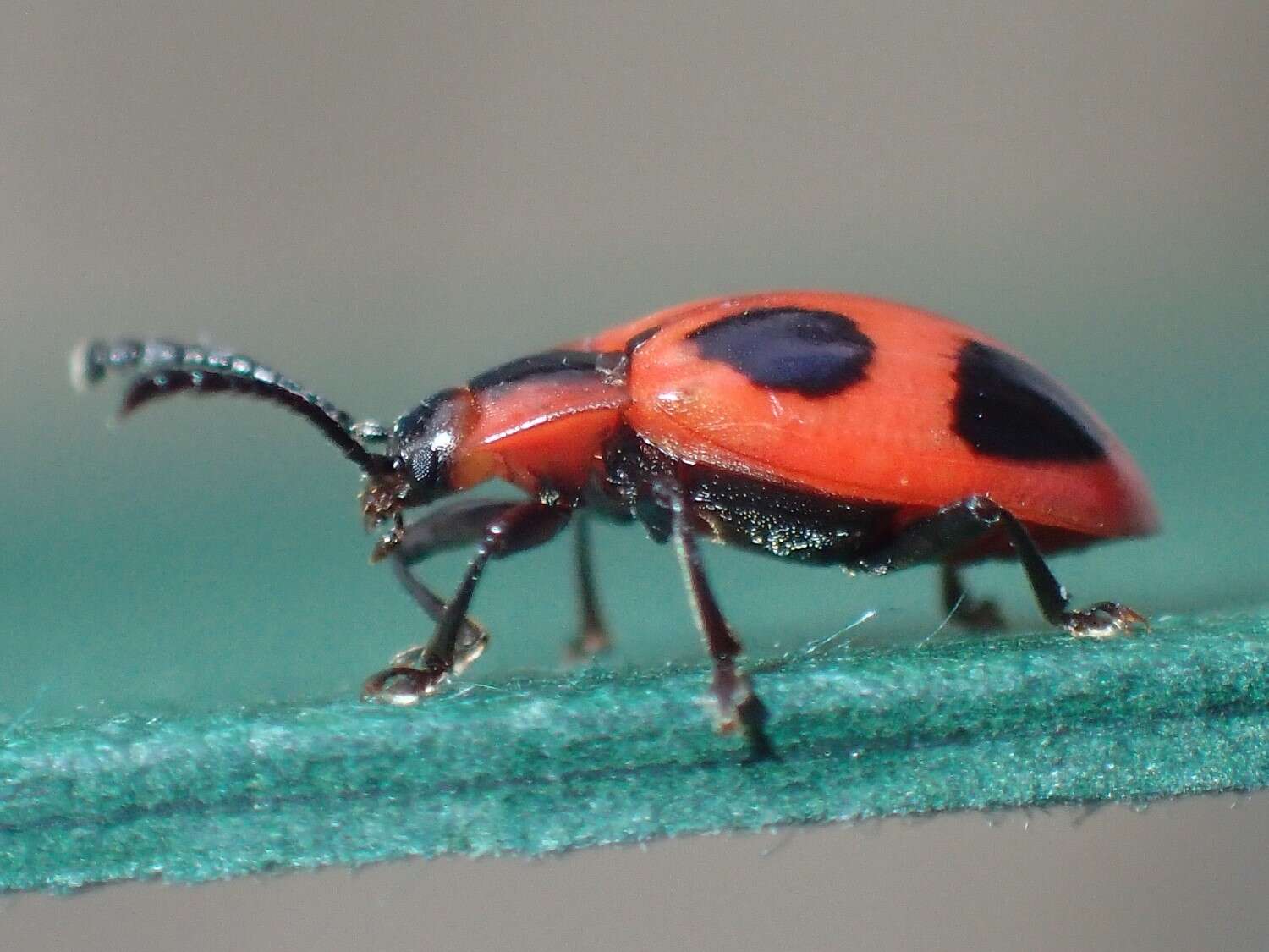 Image of False Ladybird