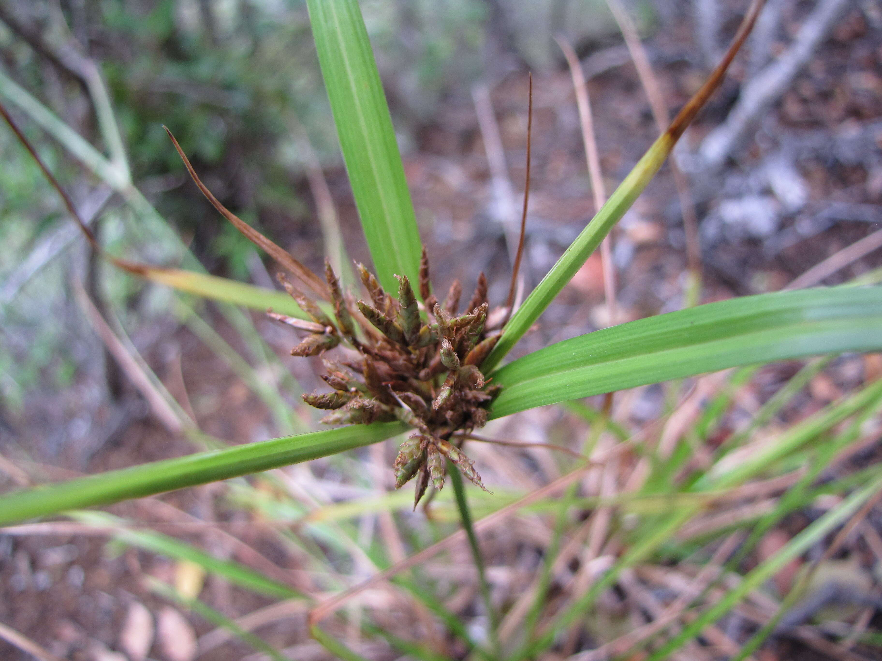 Image de Cyperus hillebrandii Boeckeler