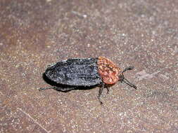 صورة Oiceoptoma thoracicum (Linnaeus 1758)