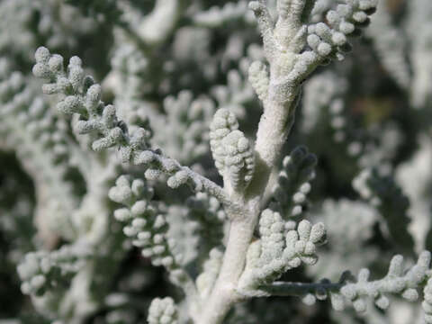 Image of lavender cotton