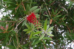 صورة Callistemon citrinus (Curtis) Skeels