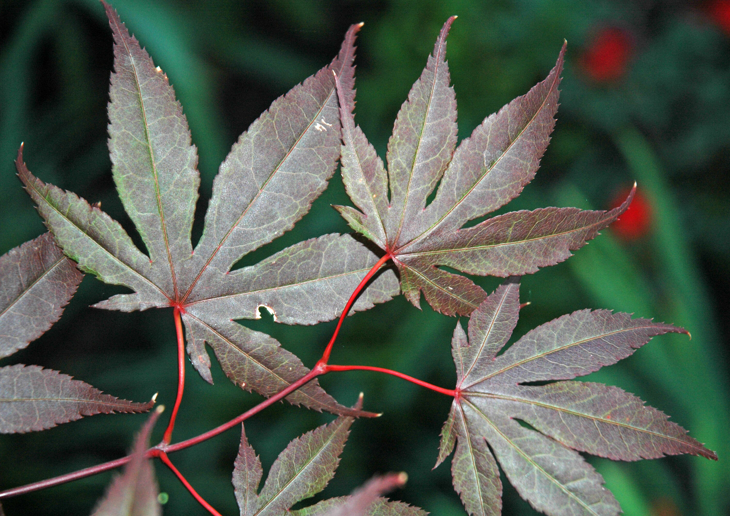 Image of Japanese maple