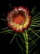 Image of Protea pityphylla Phillips