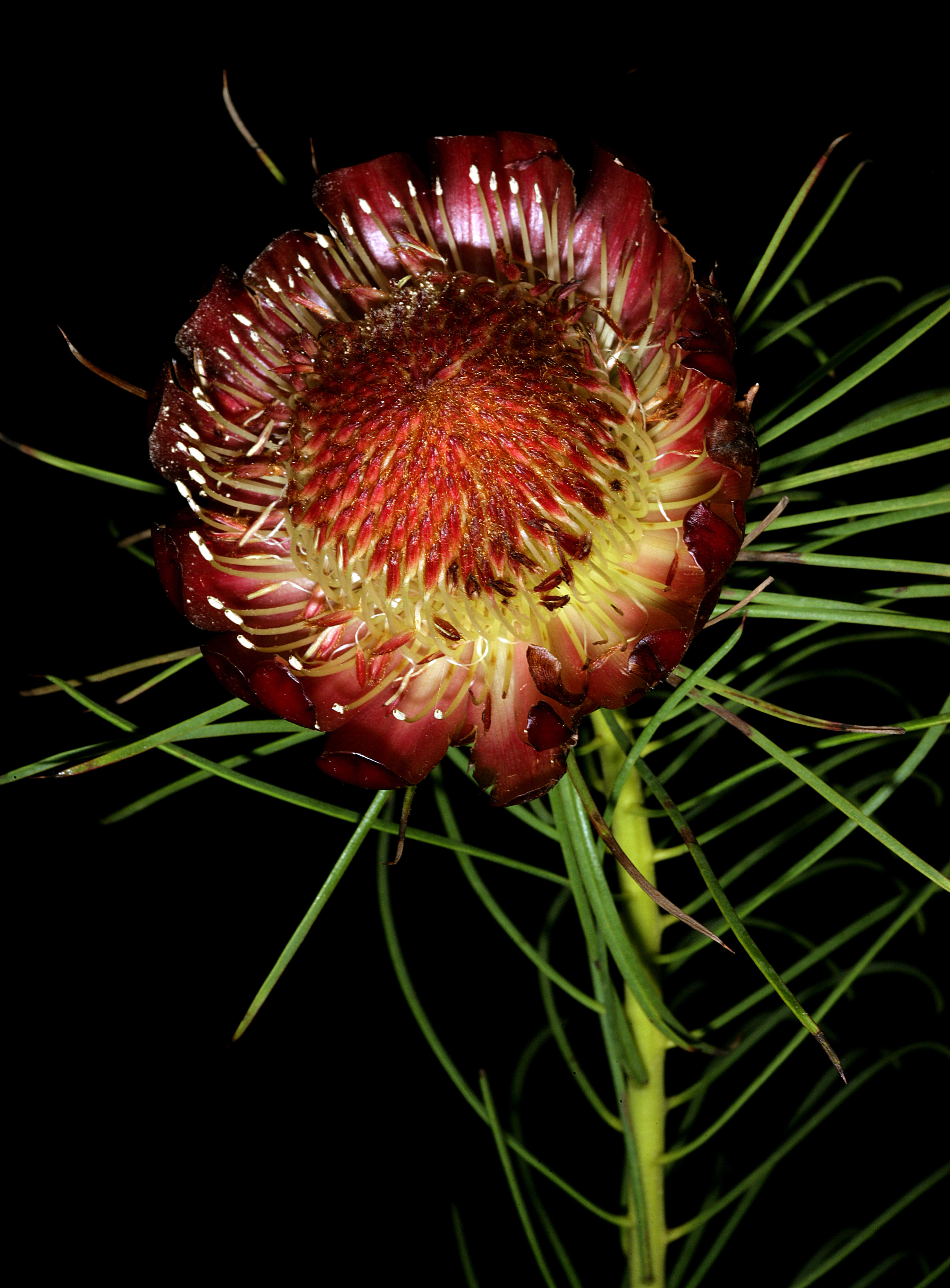 Image of Protea pityphylla Phillips