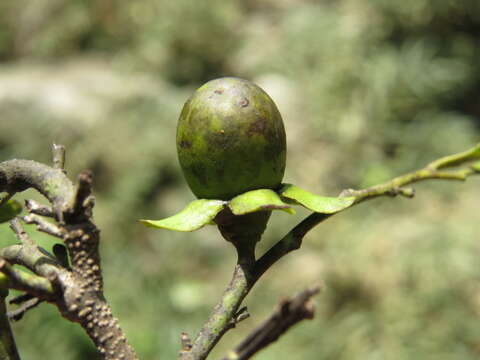 Image de Diospyros ebenum J. Koenig ex Retz.