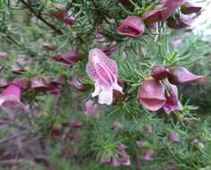 Image of Prostanthera florifera B. J. Conn