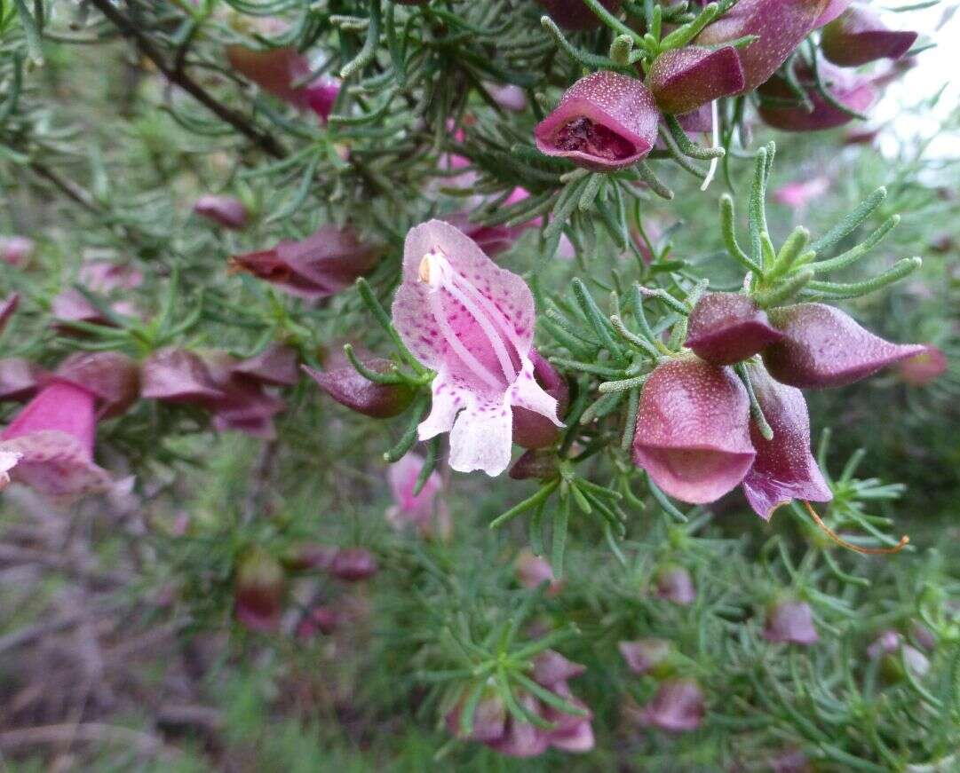 Image of Prostanthera florifera B. J. Conn