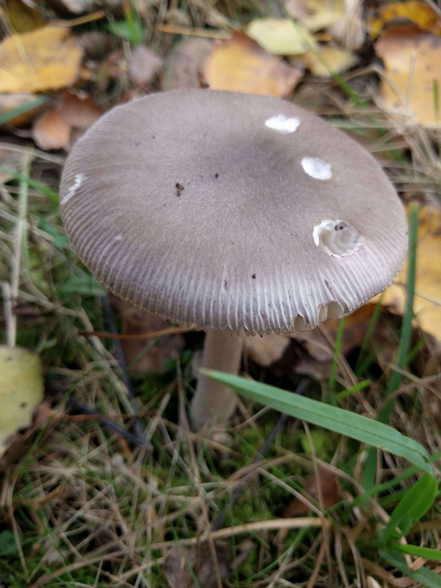 Image of Amanita vaginata (Bull.) Lam. 1783