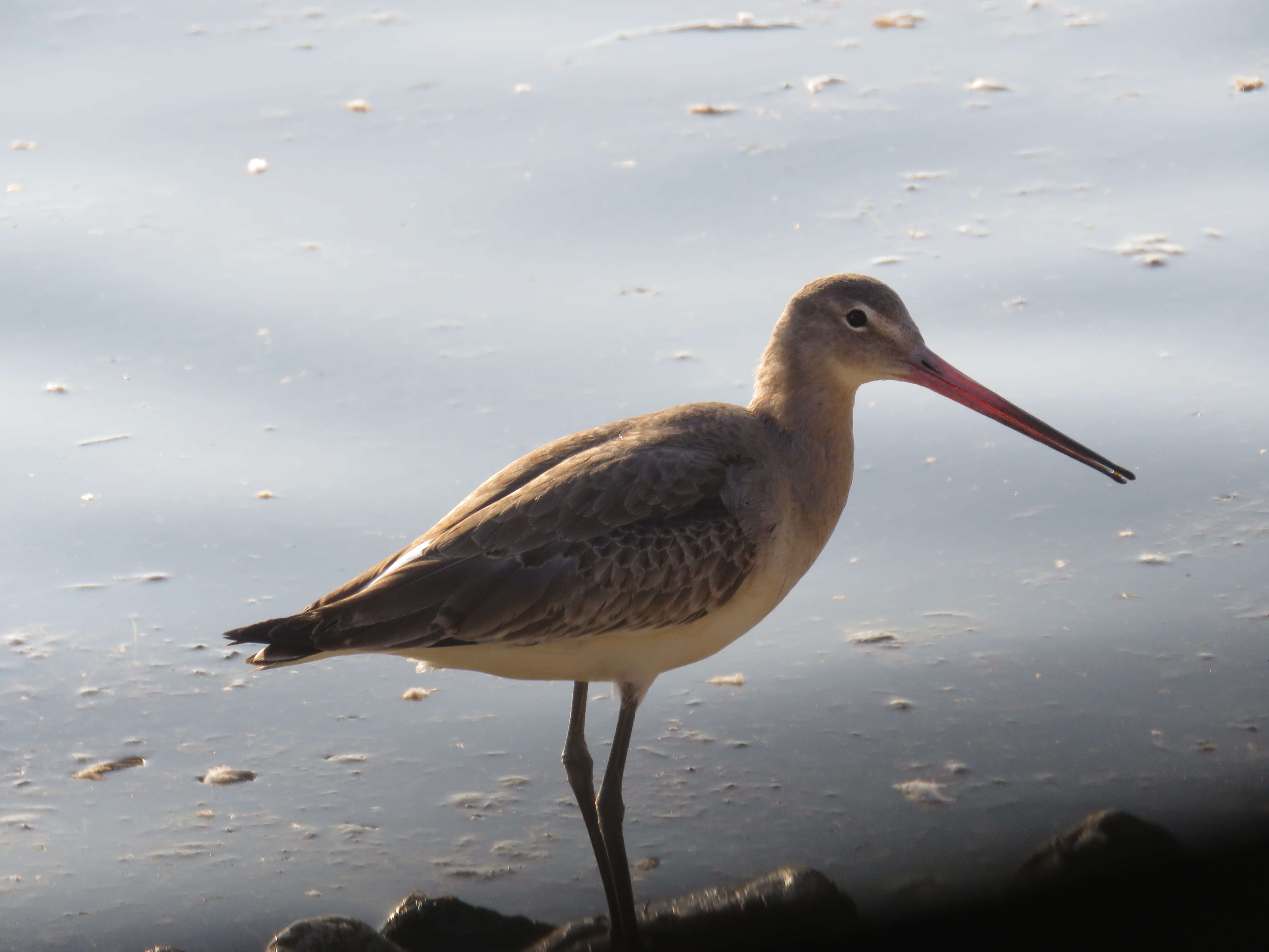 Image of Black-tailed Godwit