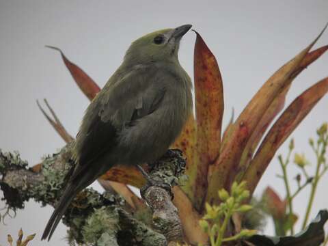 Image of Palm Tanager