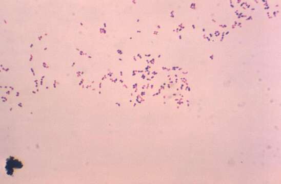 Image of Rhodococcus