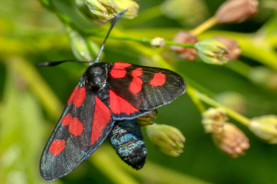 Image of Zygaena trifolii Esper 1783