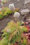 Imagem de Pulsatilla occidentalis (S. Wats.) Freyn