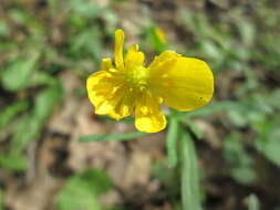 Image of Goldilocks Buttercup