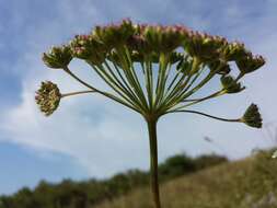 Image of Seseli annuum L.