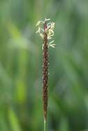 Image of black-grass