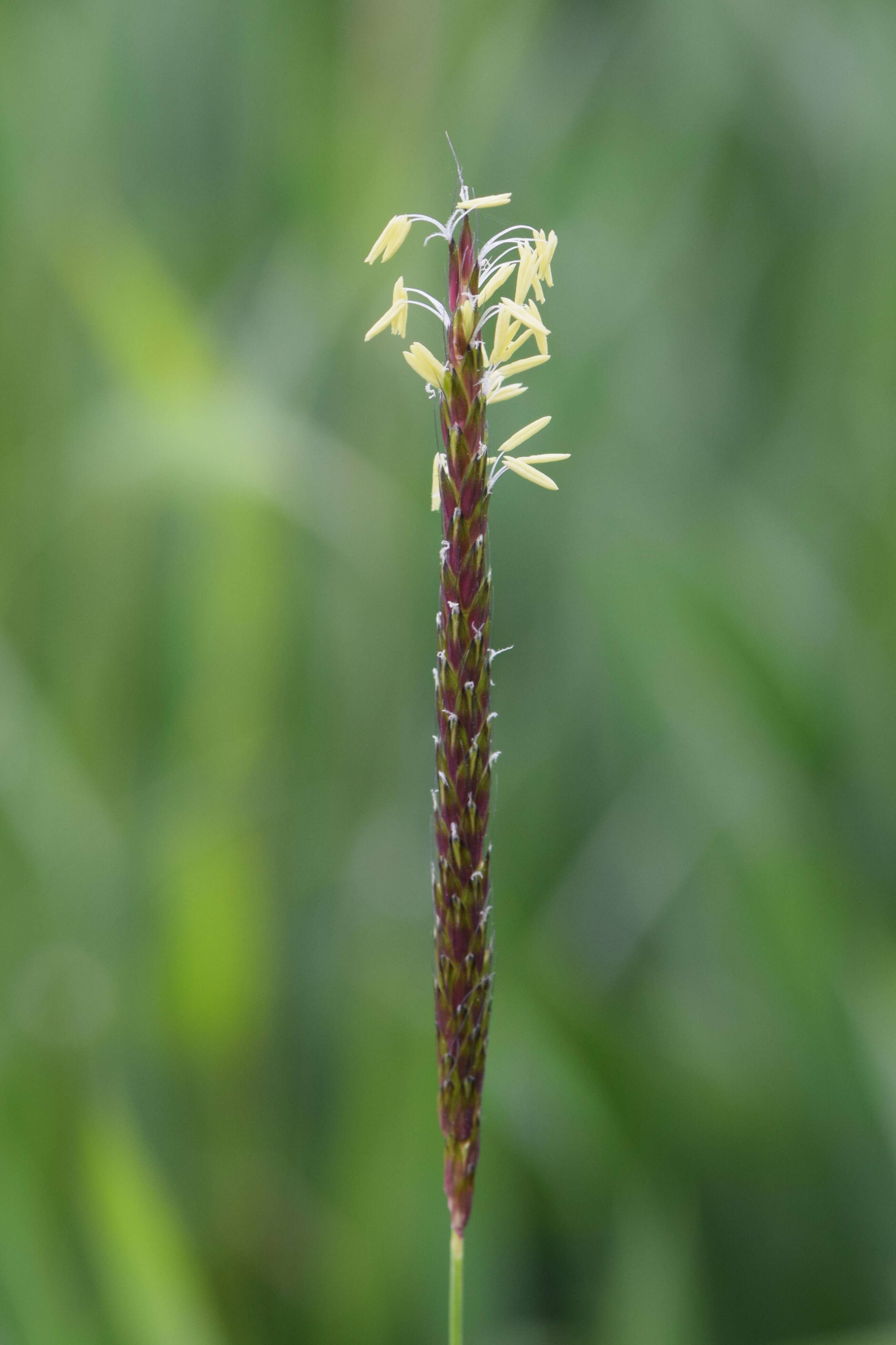 Image of black-grass