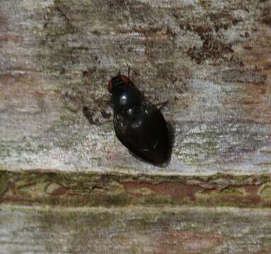 Image of vinegar flies