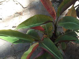Image of Heliconia indica Lam.