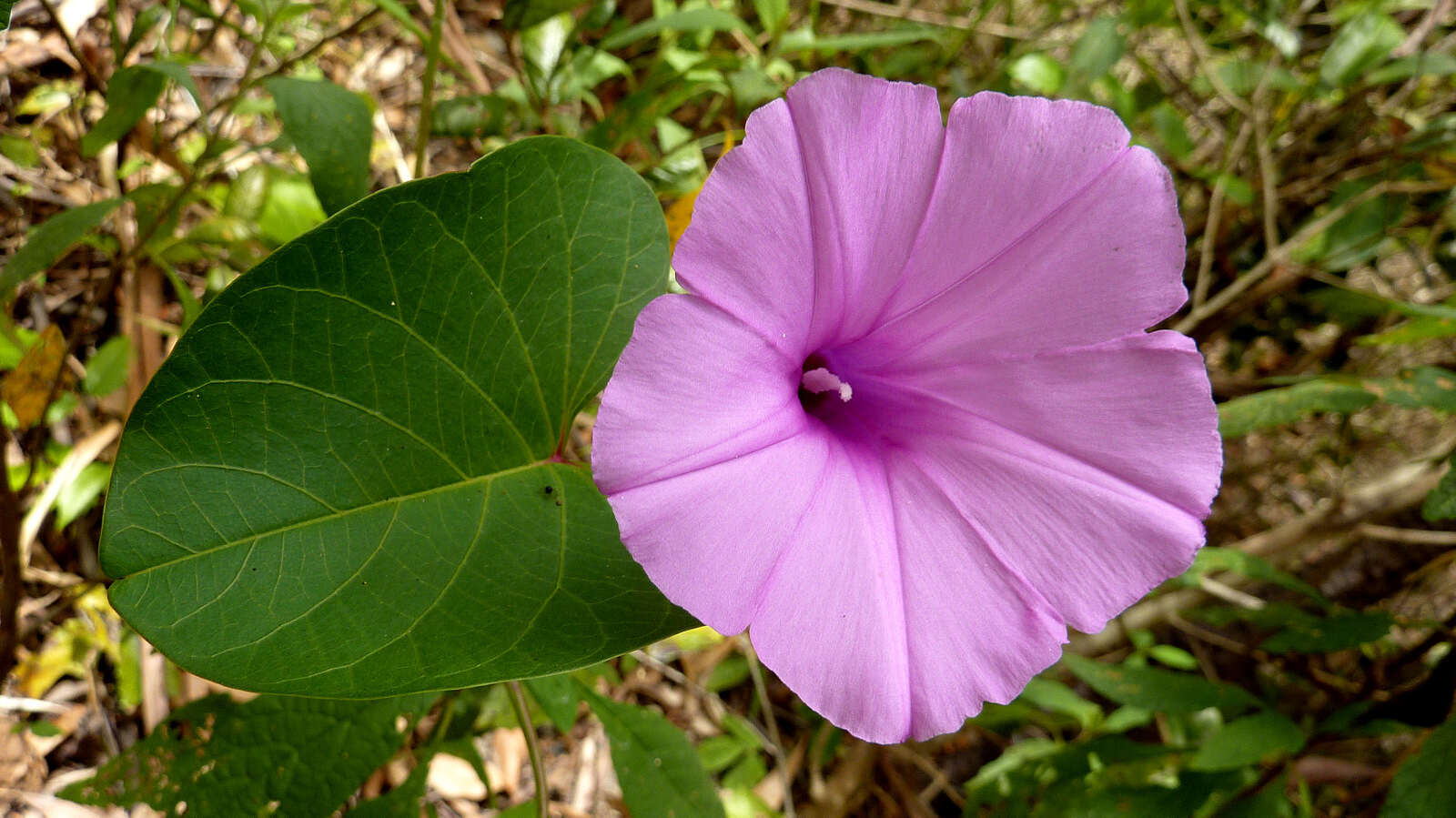 Ipomoea pes-caprae (L.) R. Brown resmi