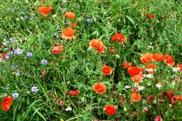 Image of corn poppy