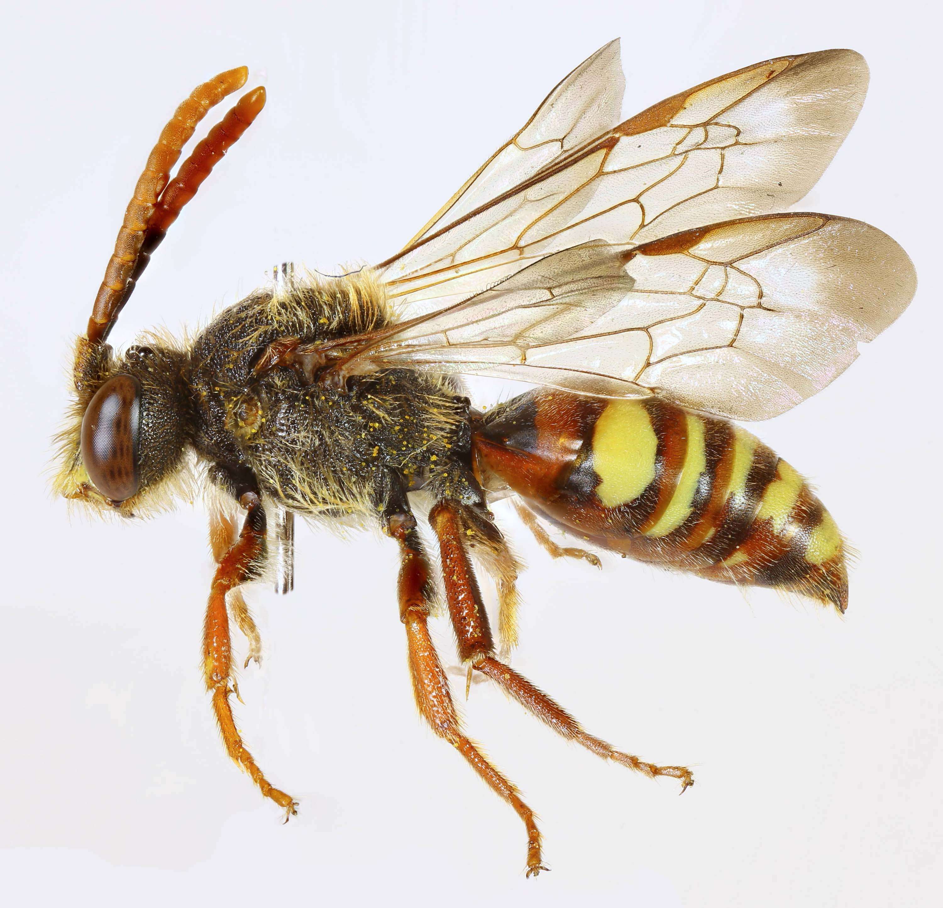 Image of Nomada ruficornis (Linnaeus 1758)