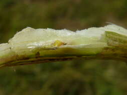 Plancia ëd Sonchus asper (L.) Hill