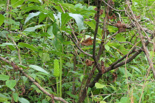 Image of arisaema