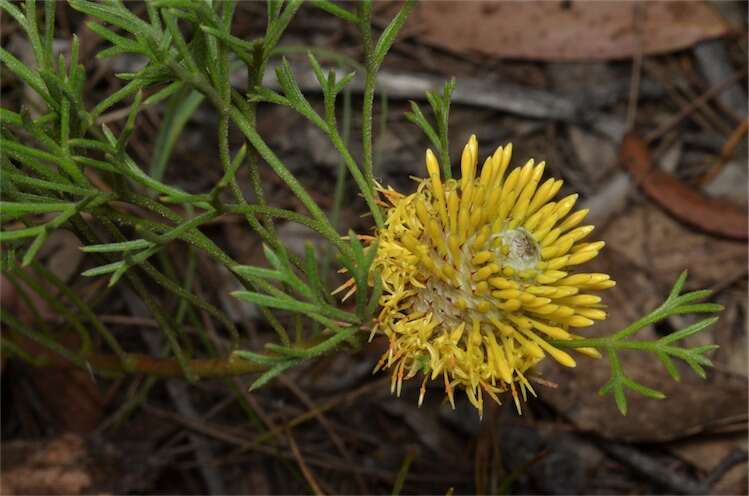 Imagem de Isopogon prostratus Mc Gill.