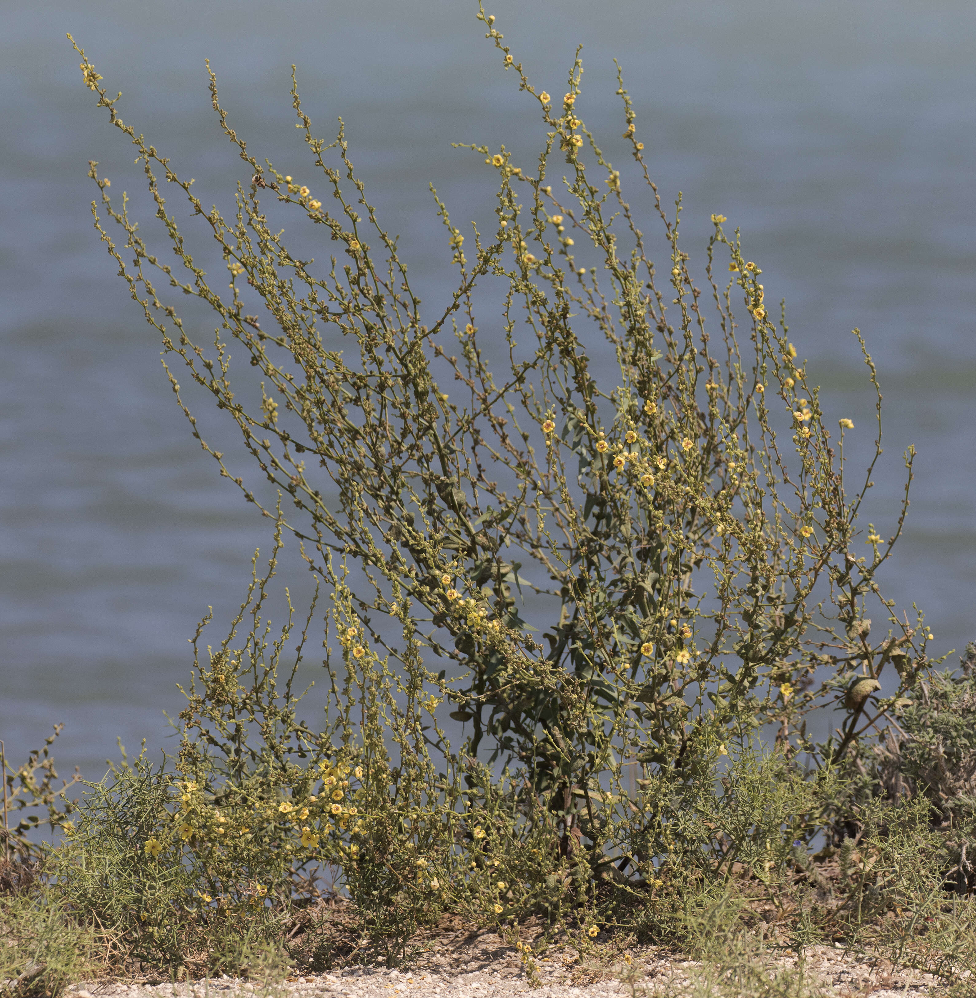 Image of wavyleaf mullein