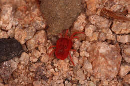 Image of Trombidium holosericeum