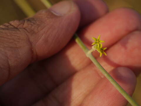 Image of Leptadenia pyrotechnica (Forsk.) Decne.