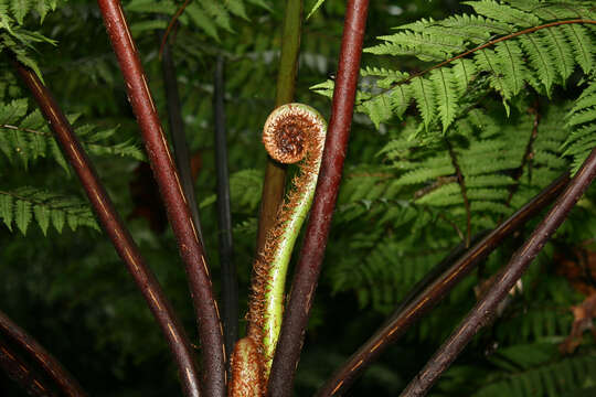 Image of West Indian treefern