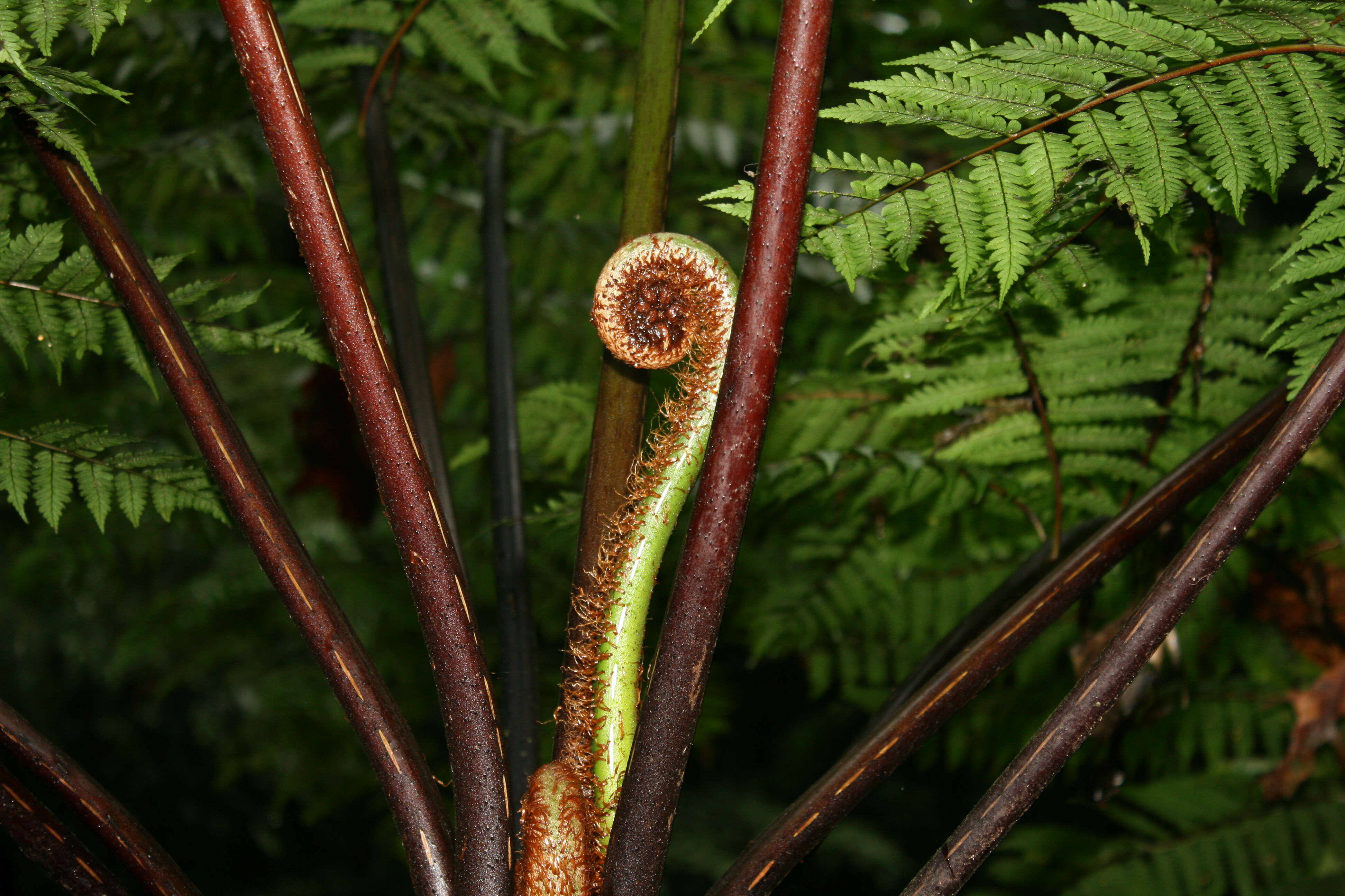 Image of West Indian treefern