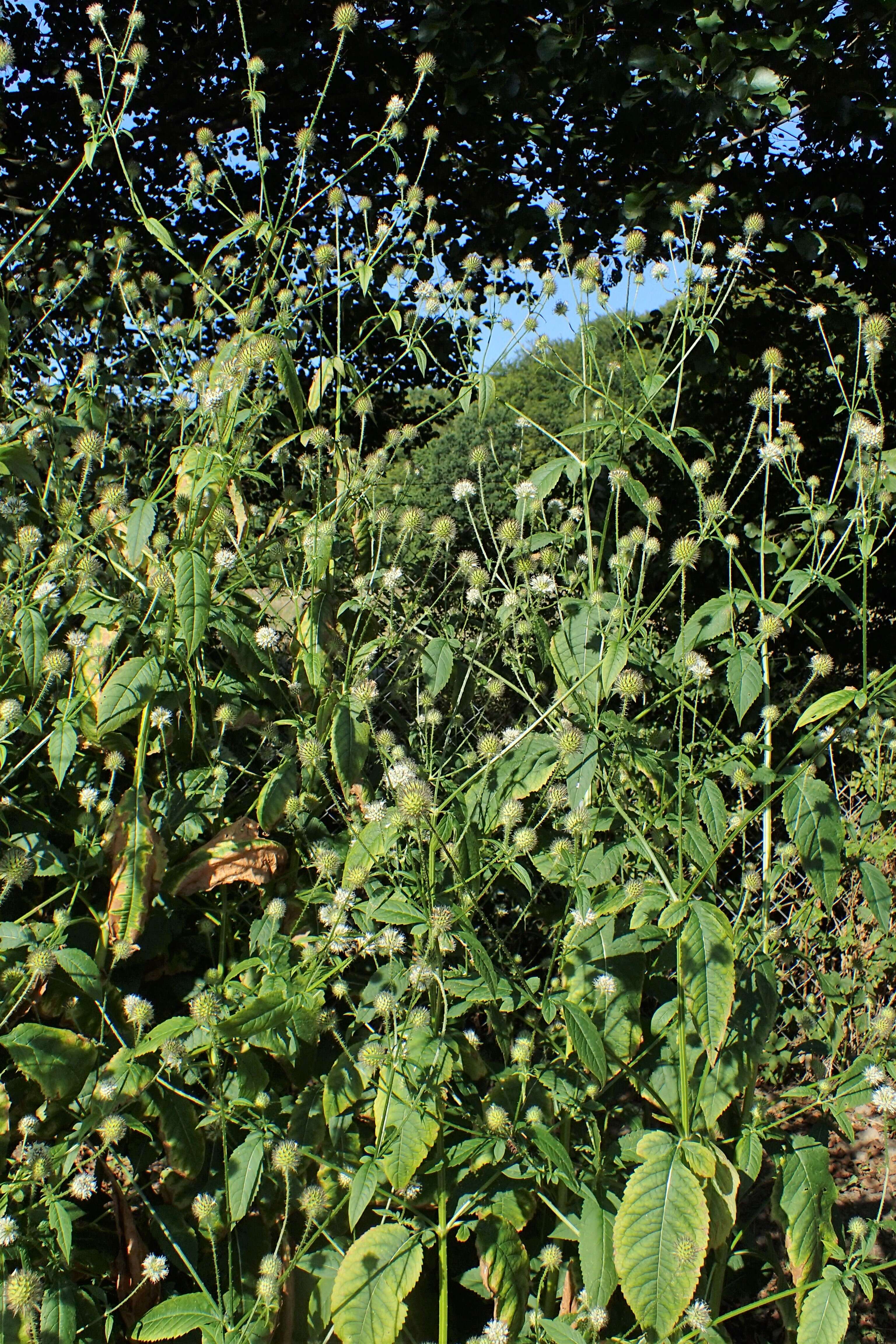 Image of small teasel