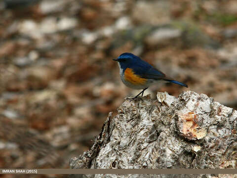 Image of Orange-flanked Bush-Robin