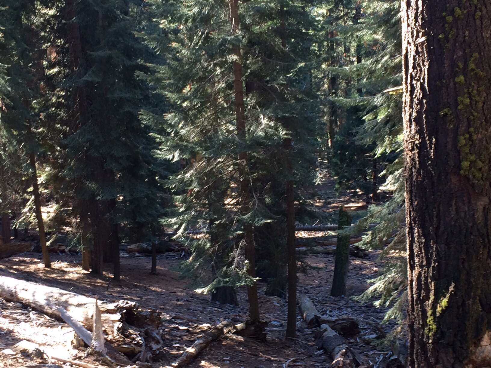 Image of giant sequoia