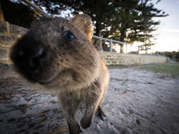 Image of Quokkas