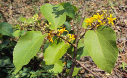 Image of Grewia tiliifolia Vahl