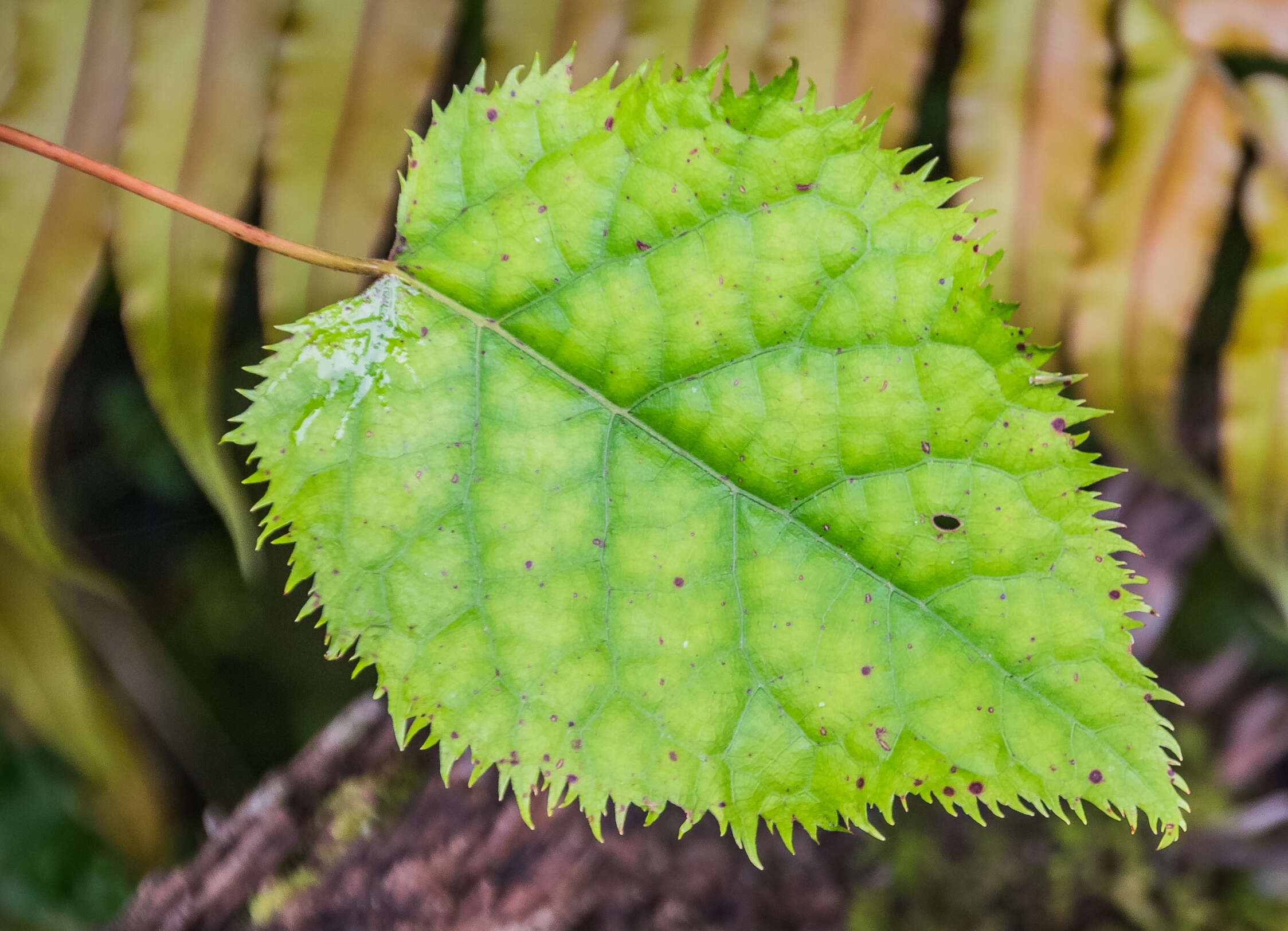 Image of wineberry